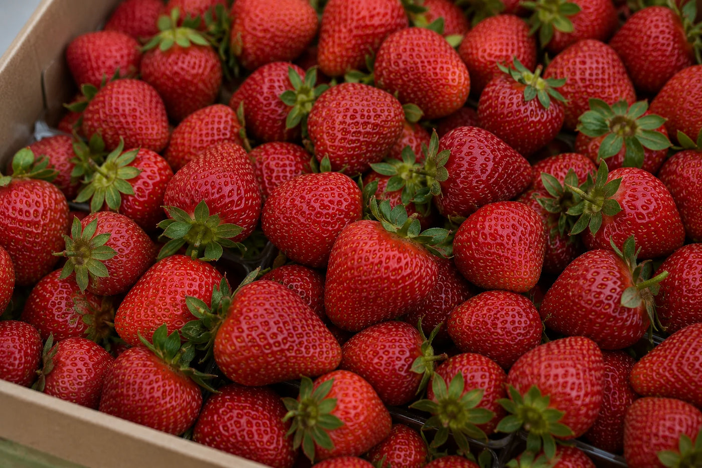 Frische Erdbeeren